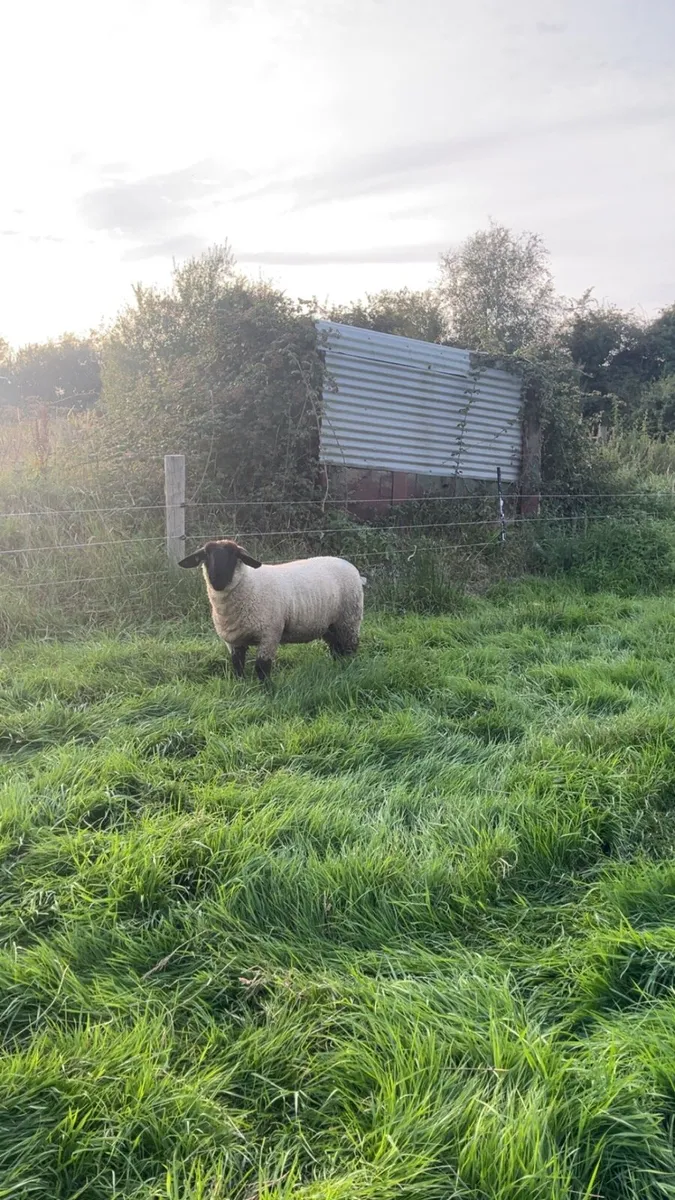 Pb Suffolk ewe lambs for cootehill this Thursday - Image 3