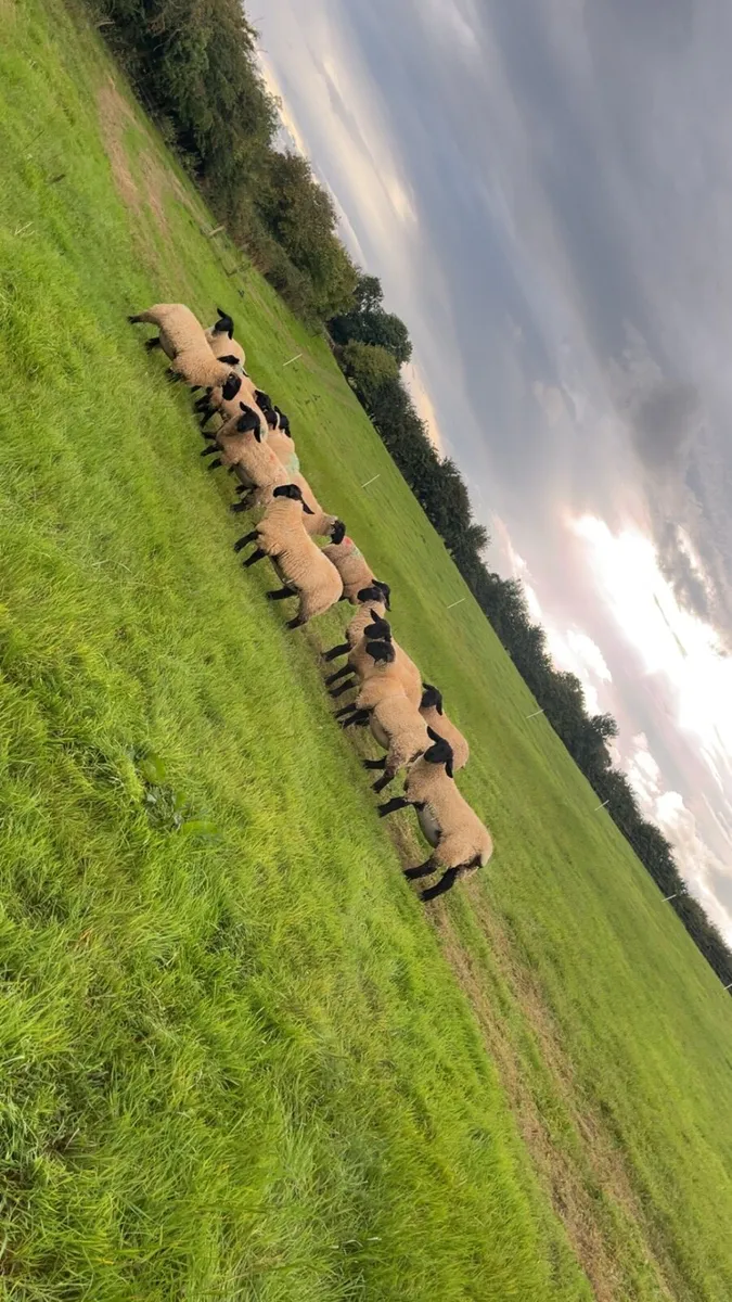 Pb Suffolk ewe lambs for cootehill this Thursday - Image 1
