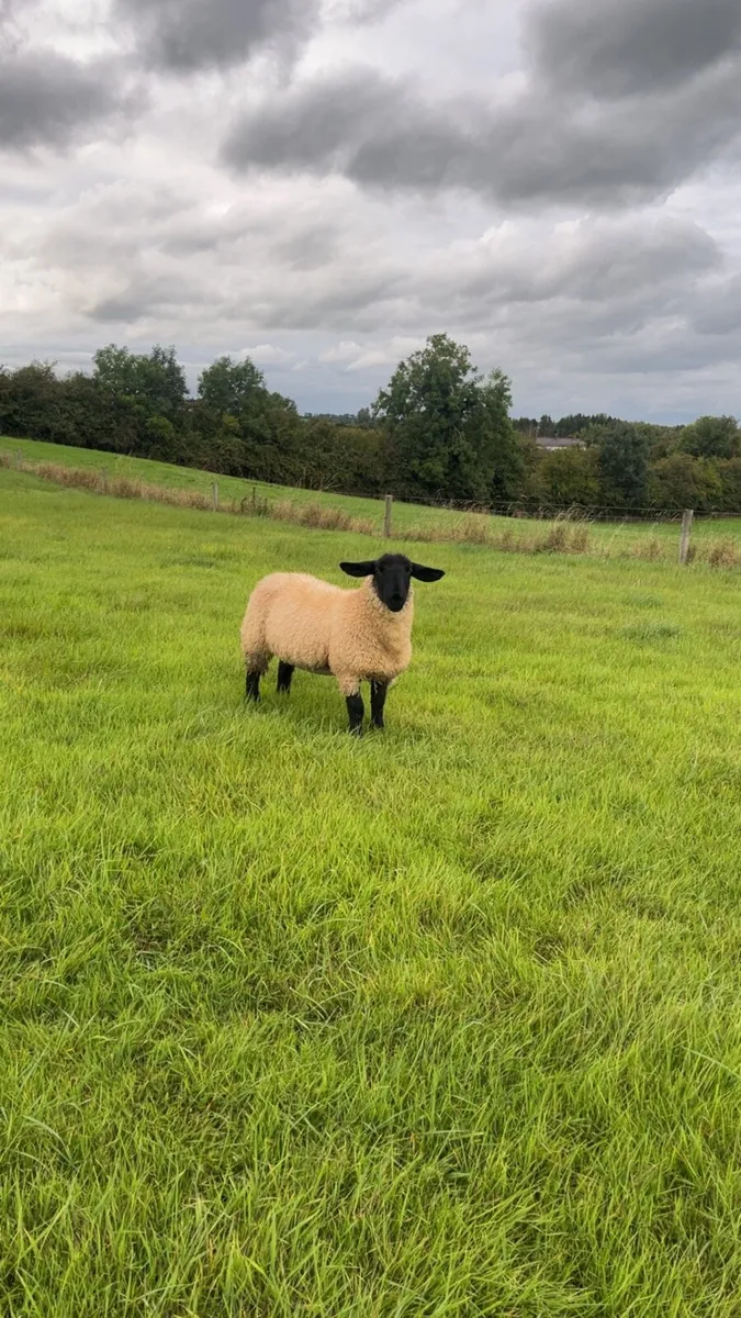 Pb Suffolk ewe lambs for cootehill this Thursday - Image 4