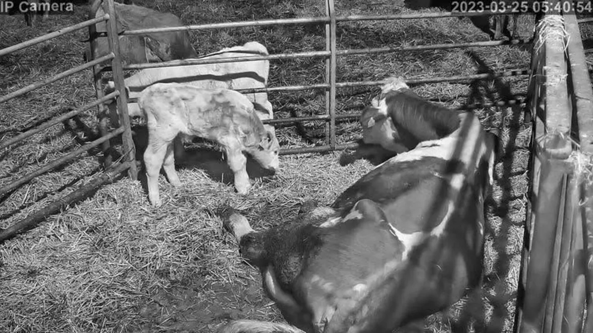 CCTV CAMERA  for CALVING, LAMBING & SECURITY - Image 3