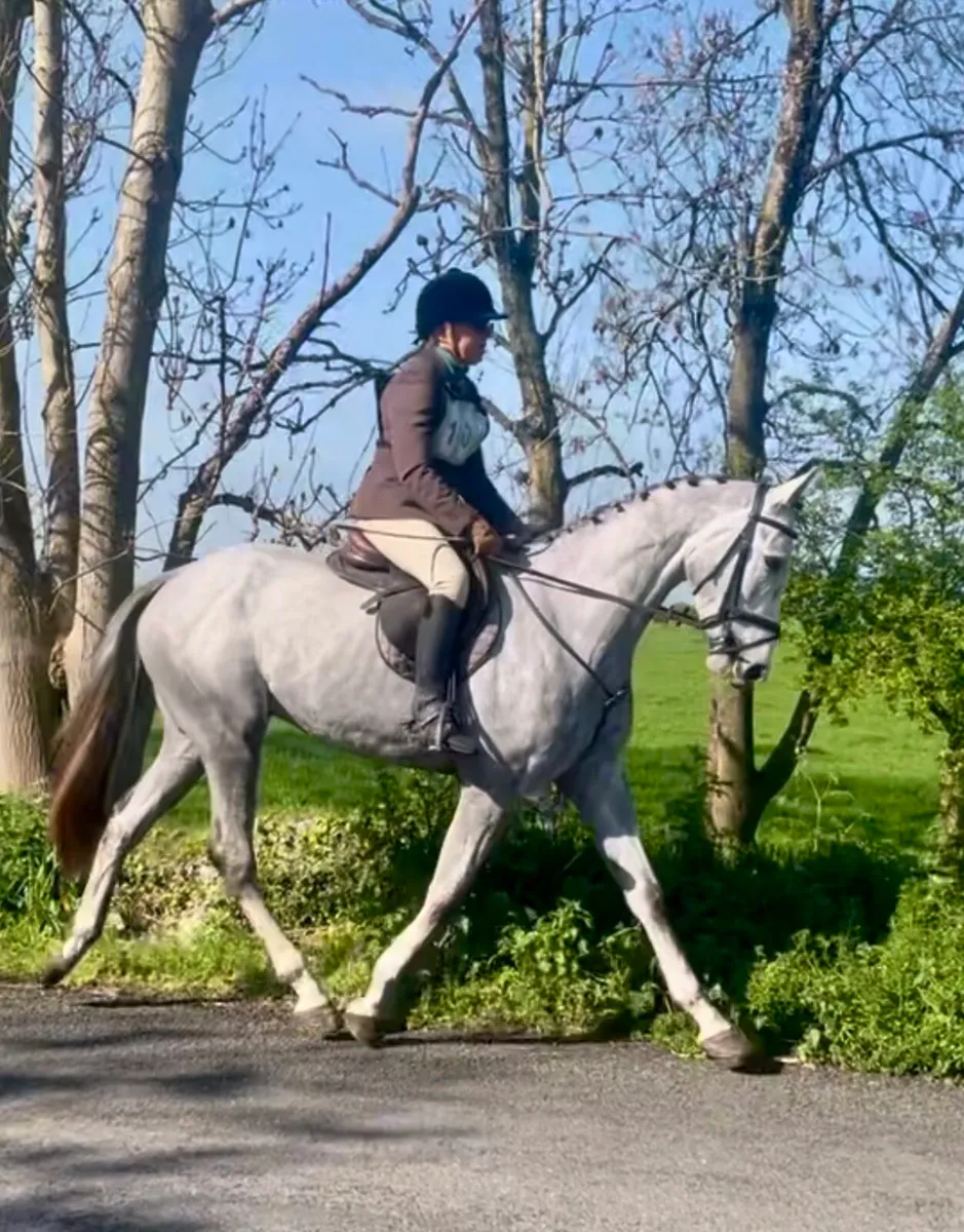 Attractive 4yo 16.1 gelding - Image 1