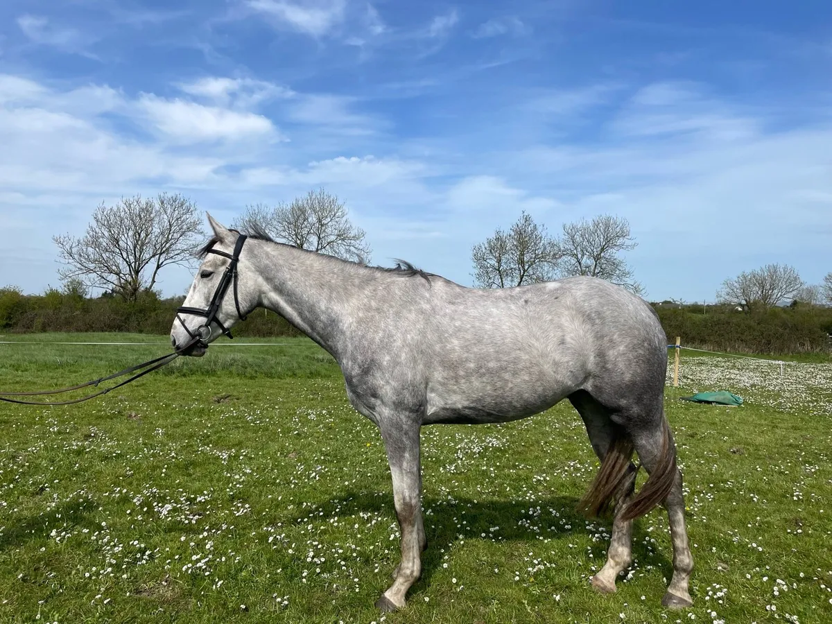 Attractive 4yo 16.1 gelding - Image 3
