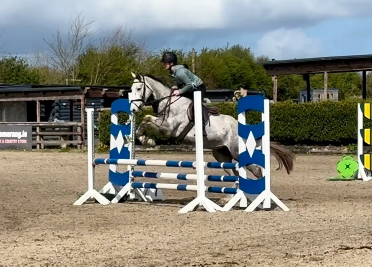 Attractive 4yo 16.1 gelding - Image 4