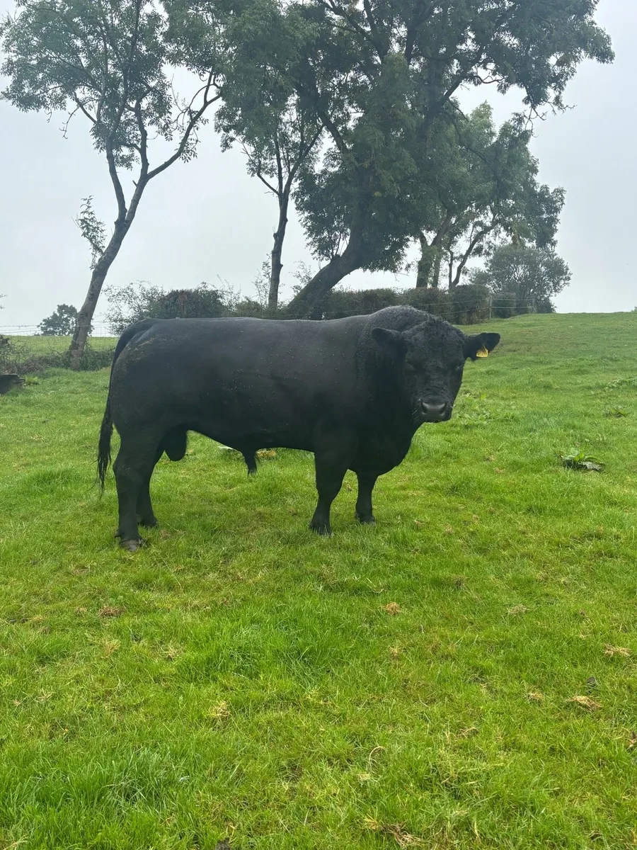 AA Bull - Image 3
