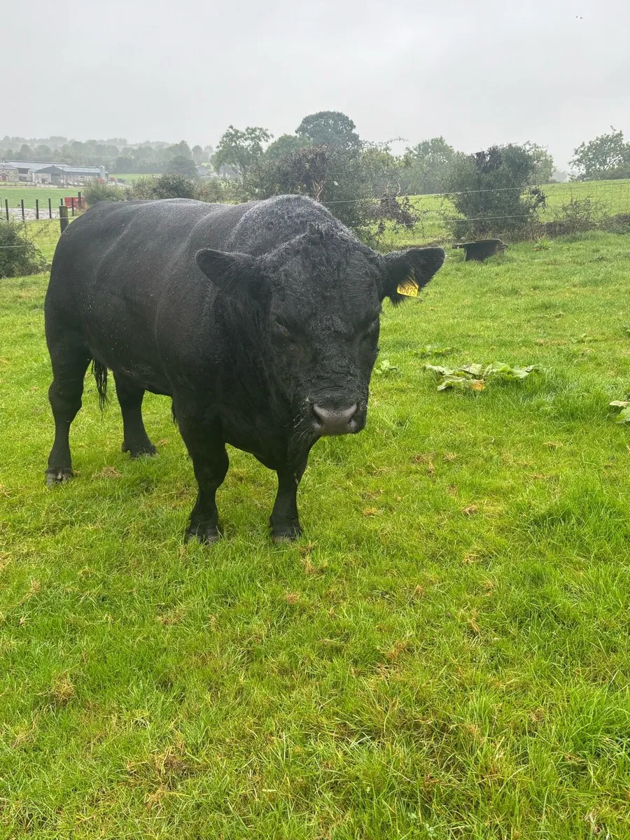 AA Bull - Image 4