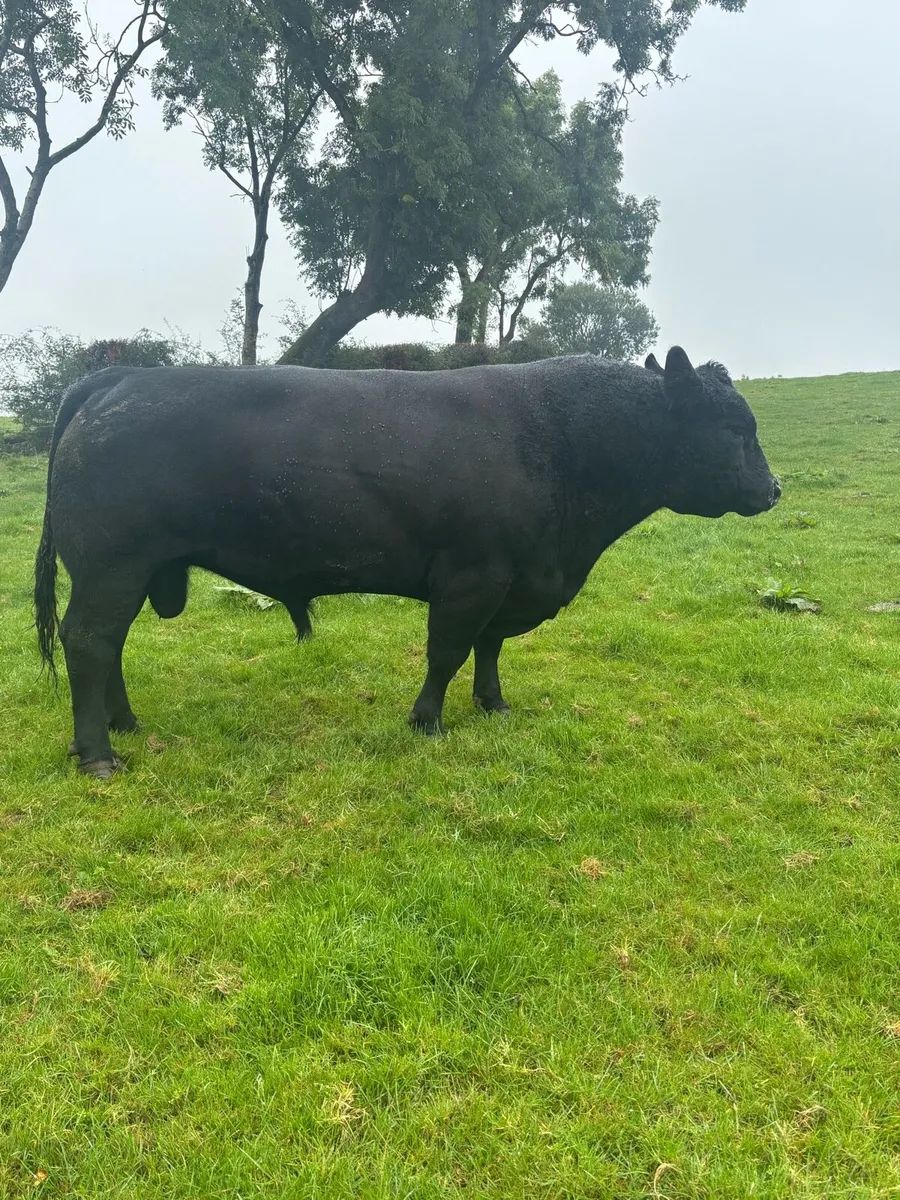 AA Bull - Image 1