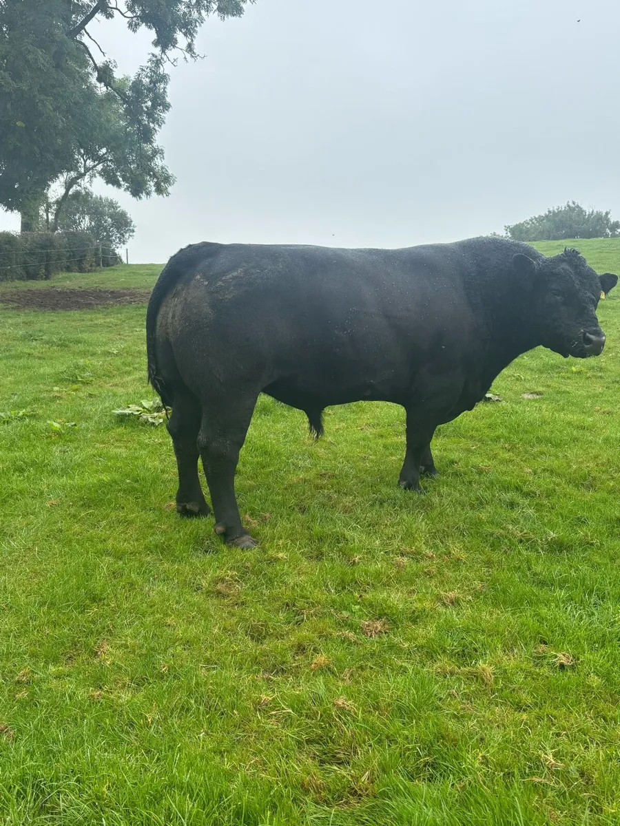 AA Bull - Image 2