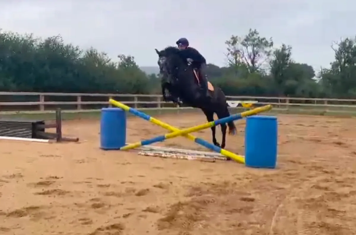 STUNNING 4YR OLD GELDING - Image 1