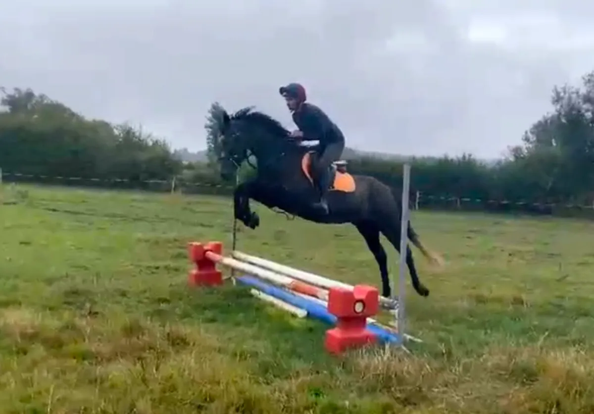 STUNNING 4YR OLD GELDING - Image 2