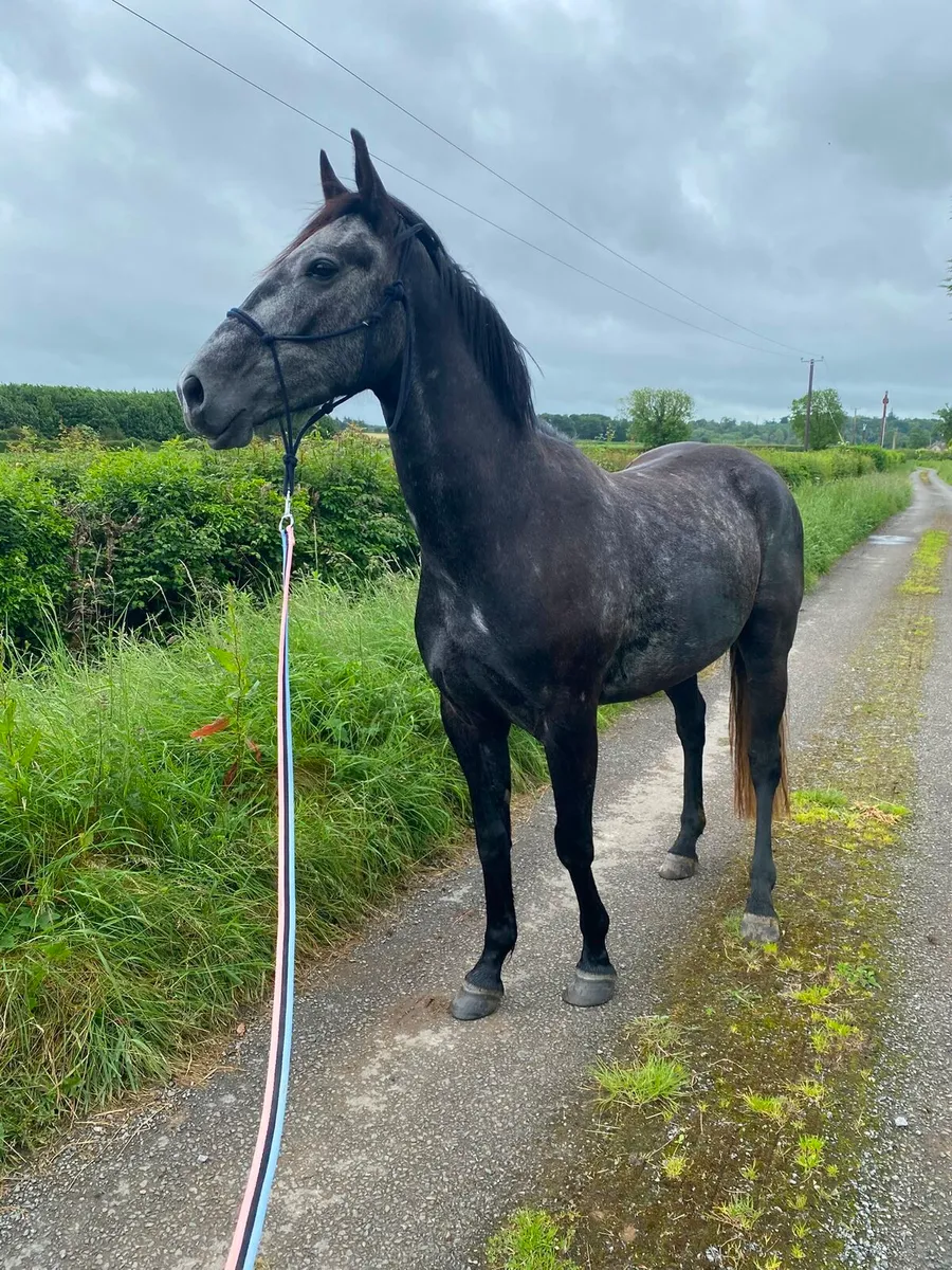 STUNNING 4YR OLD GELDING - Image 4