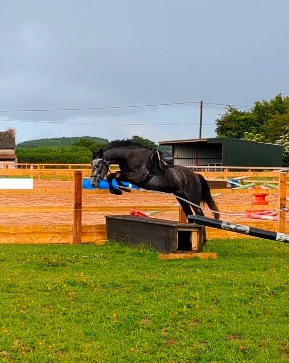 STUNNING 4YR OLD GELDING - Image 3