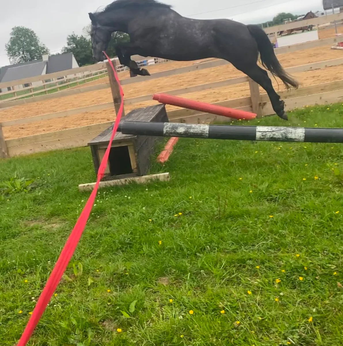 4YR OLD GELDING  RIDING HUNTER/EVENTER - Image 4