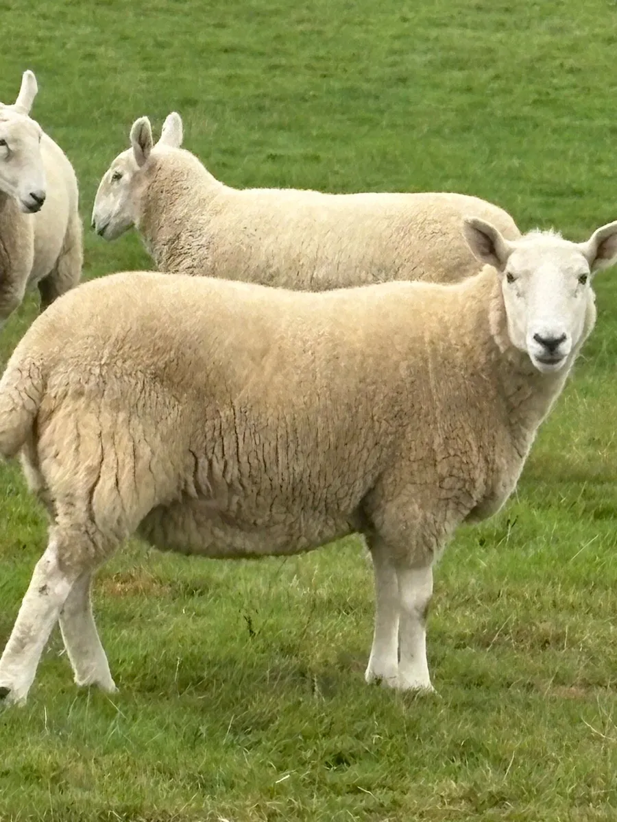 Cheviot hoget ewes - Image 3