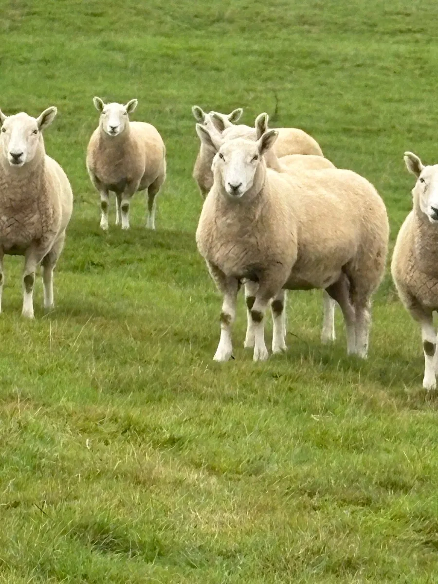 Cheviot hoget ewes - Image 2