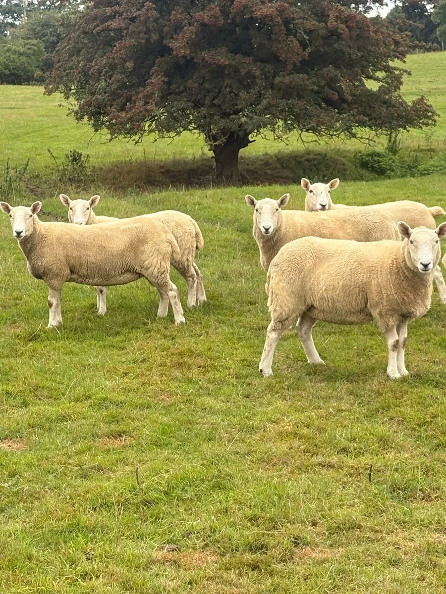 Cheviot hoget ewes - Image 4
