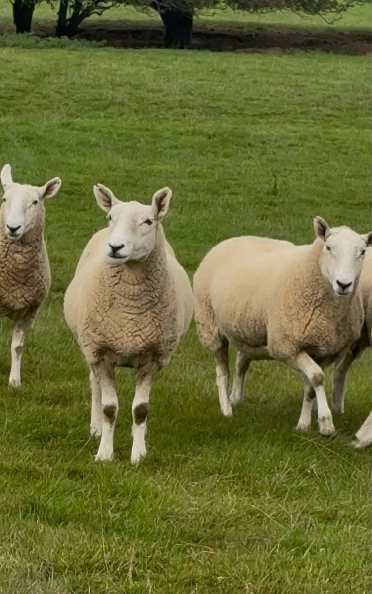 Cheviot hoget ewes - Image 1