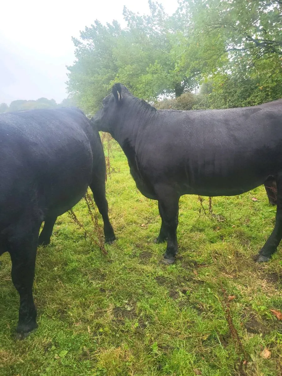 ORGANIC  CATTLE  HEIFERS - Image 2