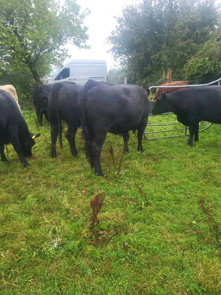 ORGANIC  CATTLE  HEIFERS - Image 4