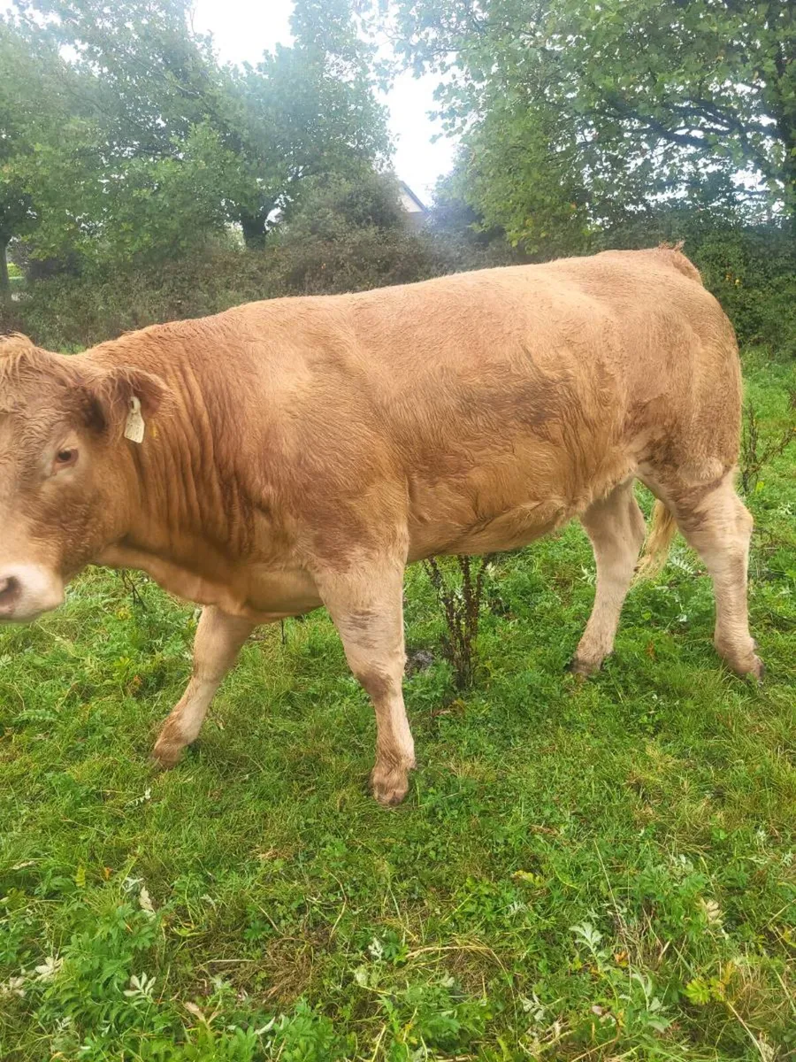 ORGANIC  CATTLE  HEIFERS - Image 2