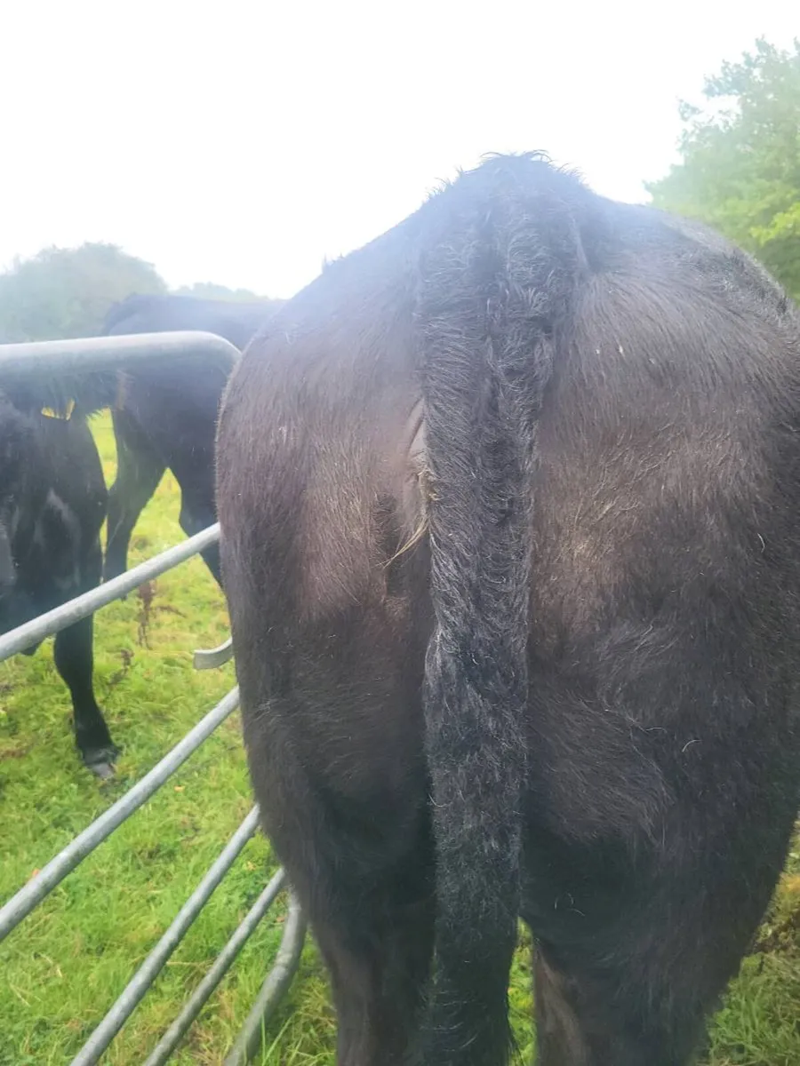 ORGANIC  CATTLE  HEIFERS - Image 1