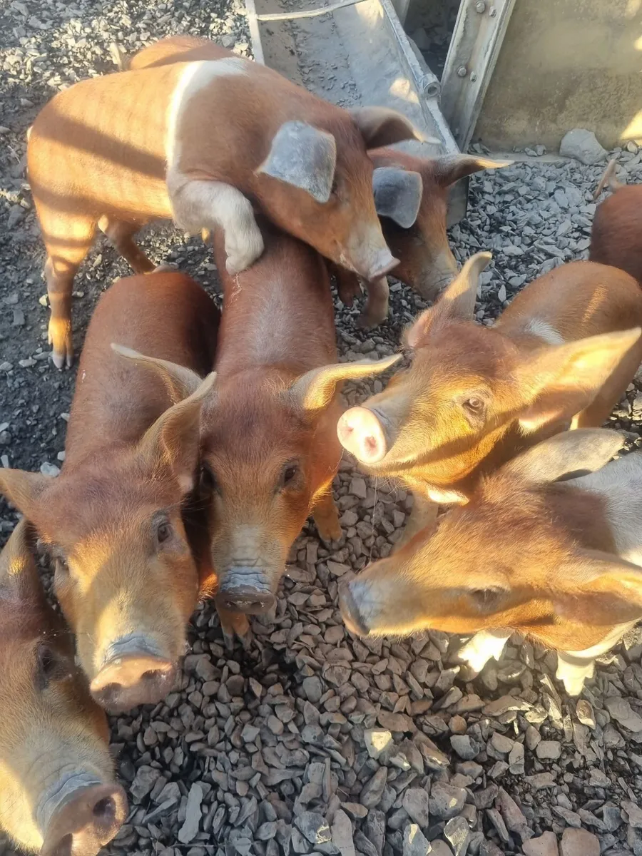 Pigs - Image 2
