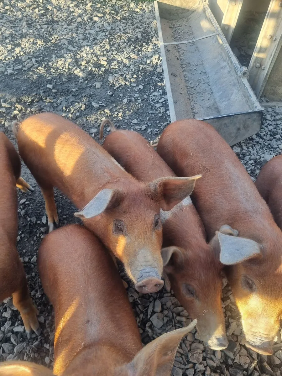 Pigs - Image 3