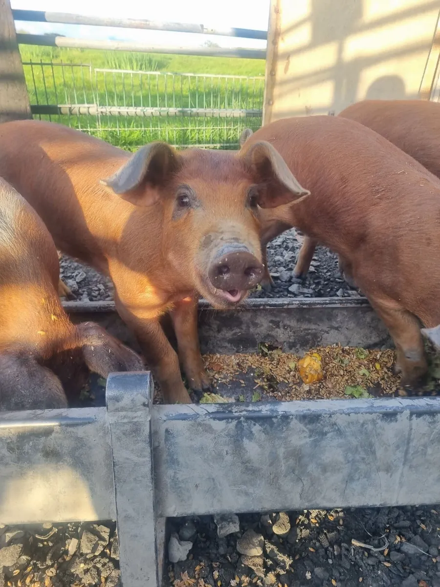 Pigs - Image 1