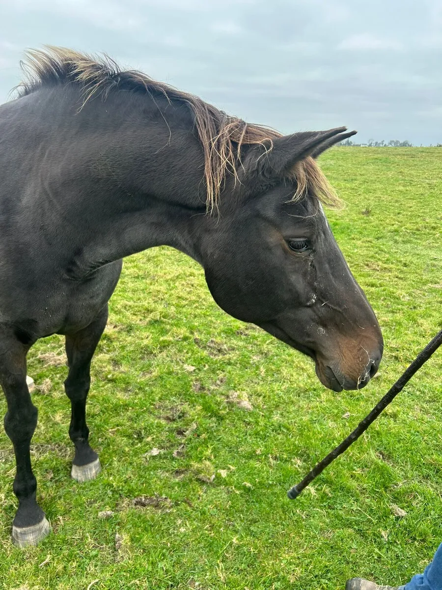 Empty Brood mares - Image 1