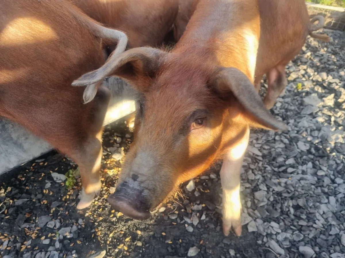Pigs - Image 4