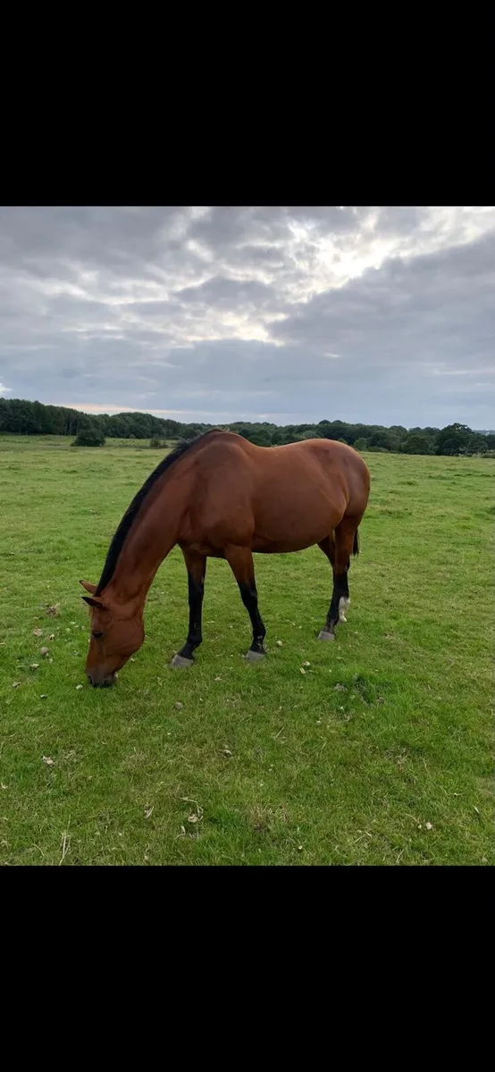 Empty Brood mares - Image 4