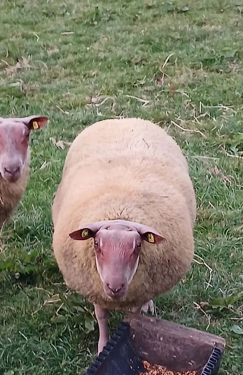 Top Quality PB Rouge ram Lambs - Image 2