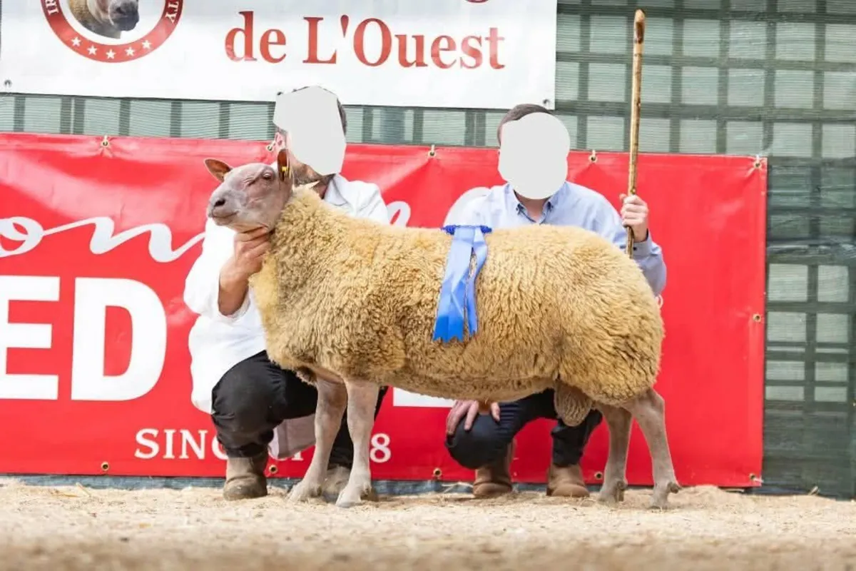 Top Quality PB Rouge ram Lambs - Image 1