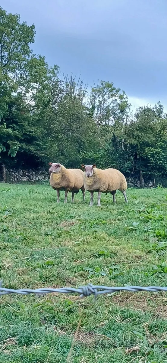 Top Quality PB Rouge ram Lambs - Image 3