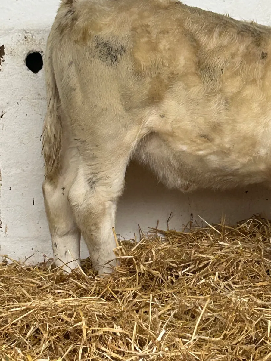 4 SUPER U GRADE CH HEIFER WEANLINGS - Image 3