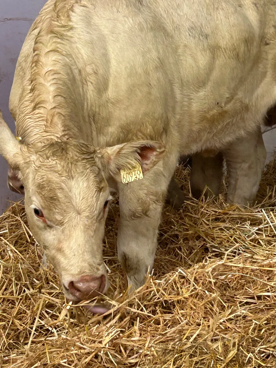4 SUPER U GRADE CH HEIFER WEANLINGS - Image 4