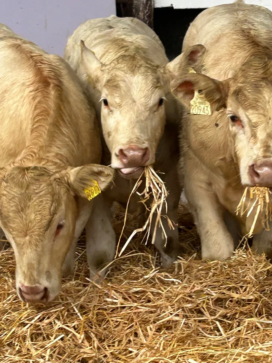4 SUPER U GRADE CH HEIFER WEANLINGS - Image 1