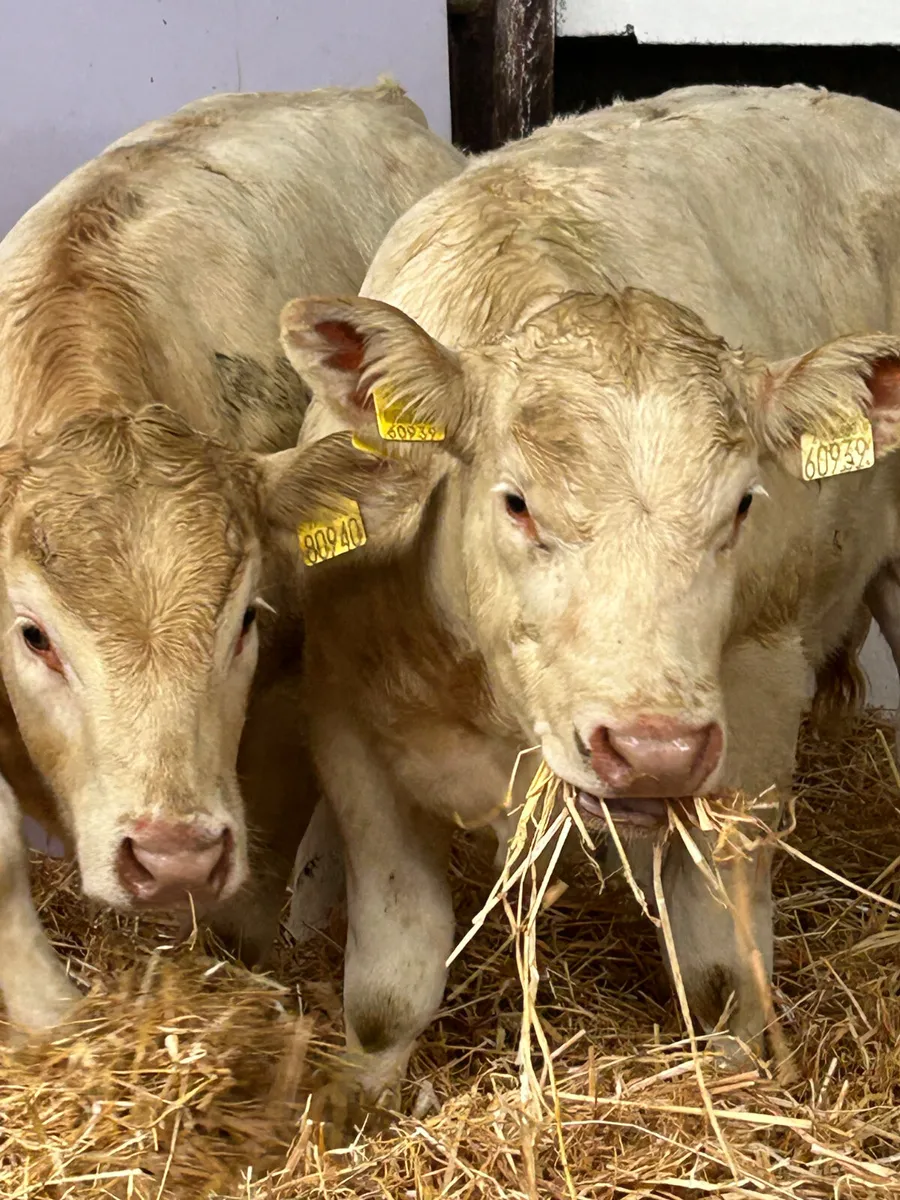 4 SUPER U GRADE CH HEIFER WEANLINGS - Image 2