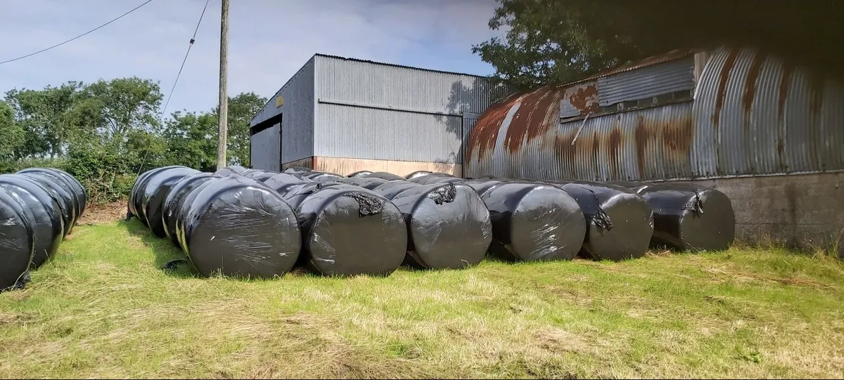Bales Silage - Image 2