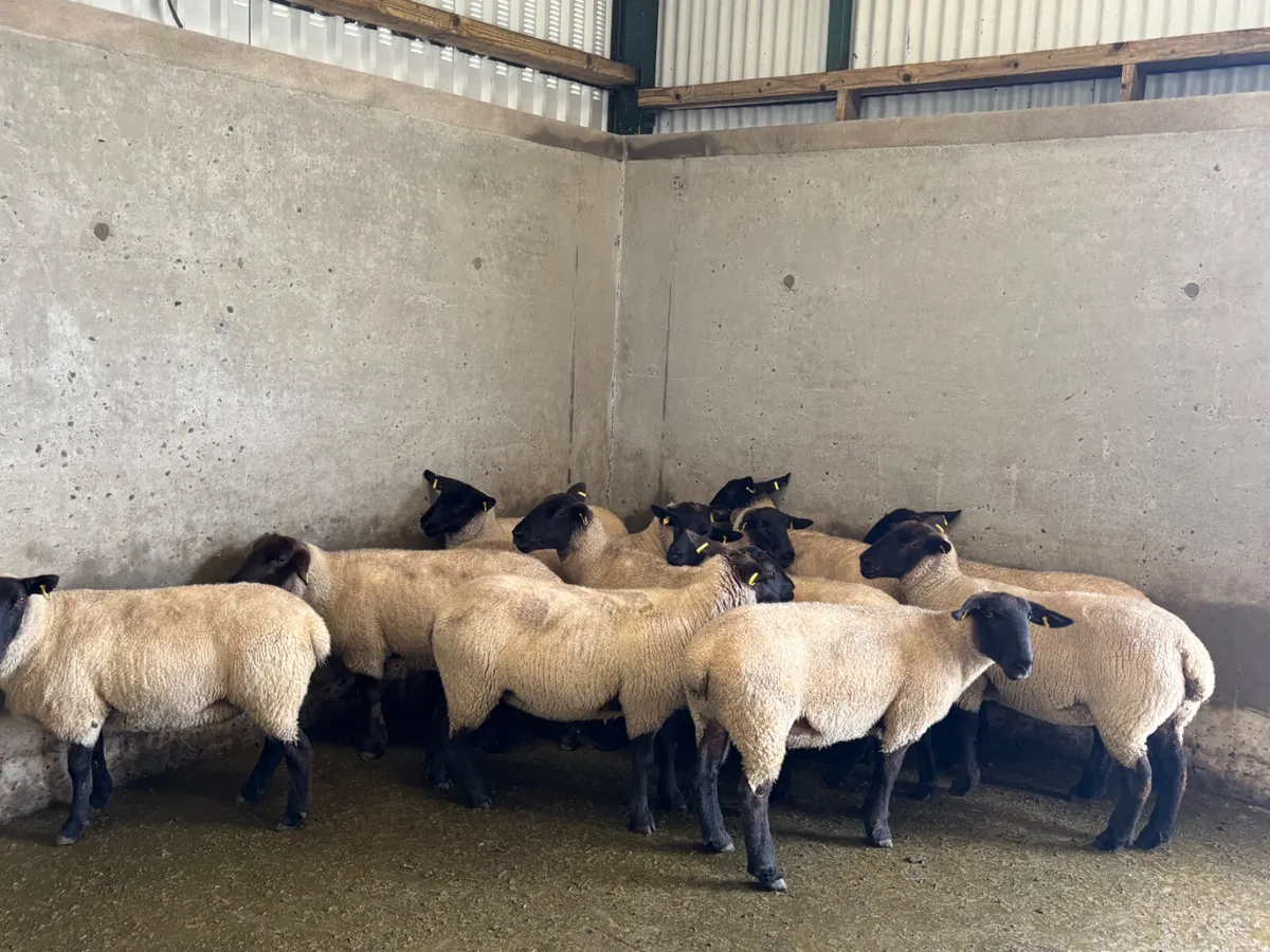 12 Suffolk hoggets - Image 3