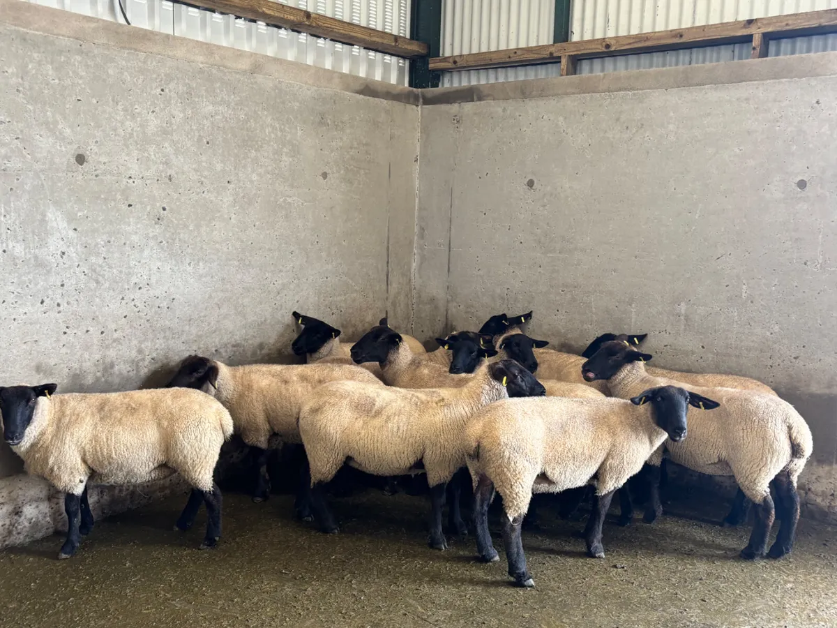 12 Suffolk hoggets - Image 2