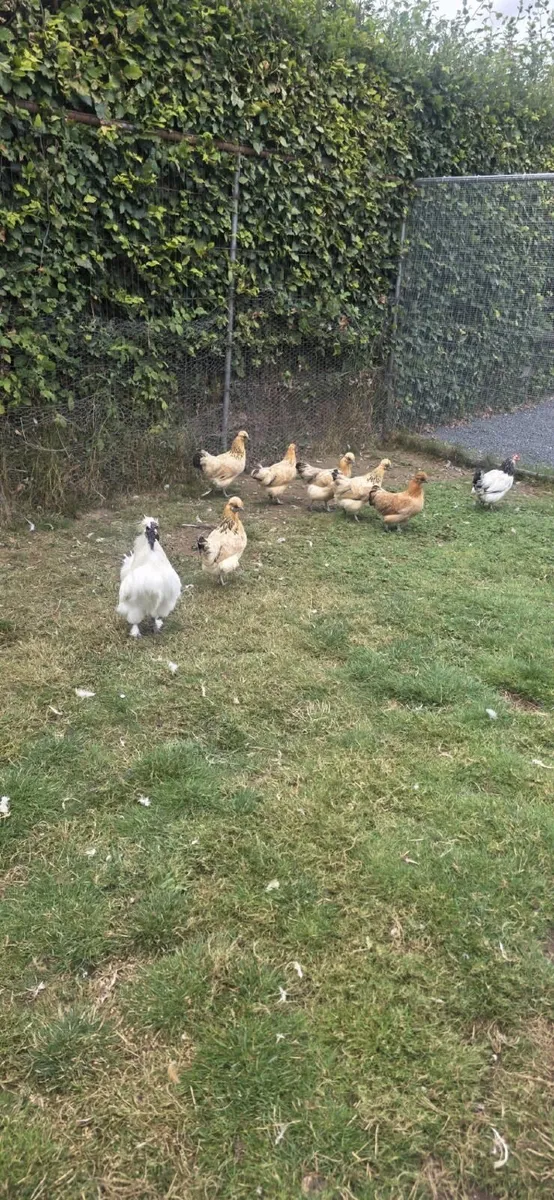 Poultry - Image 1