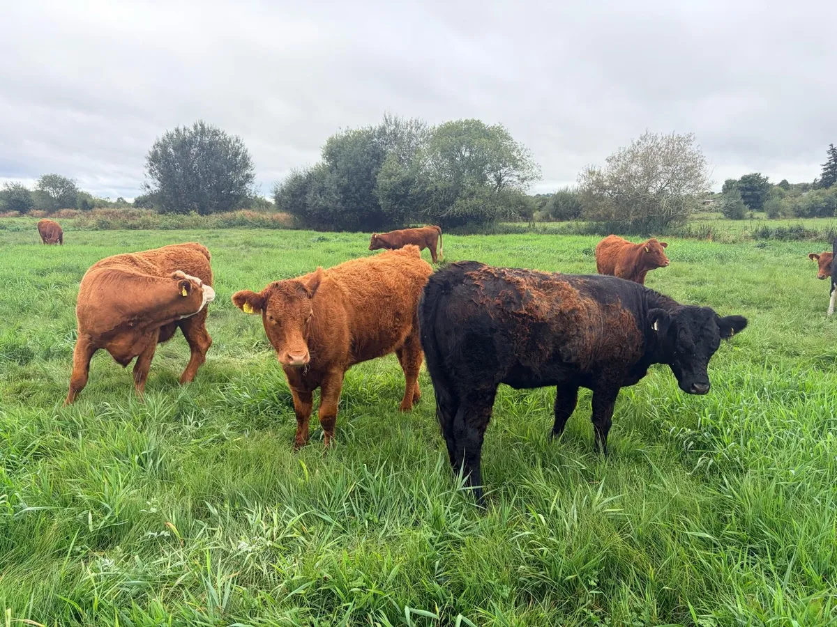 Saler heifers - Image 1