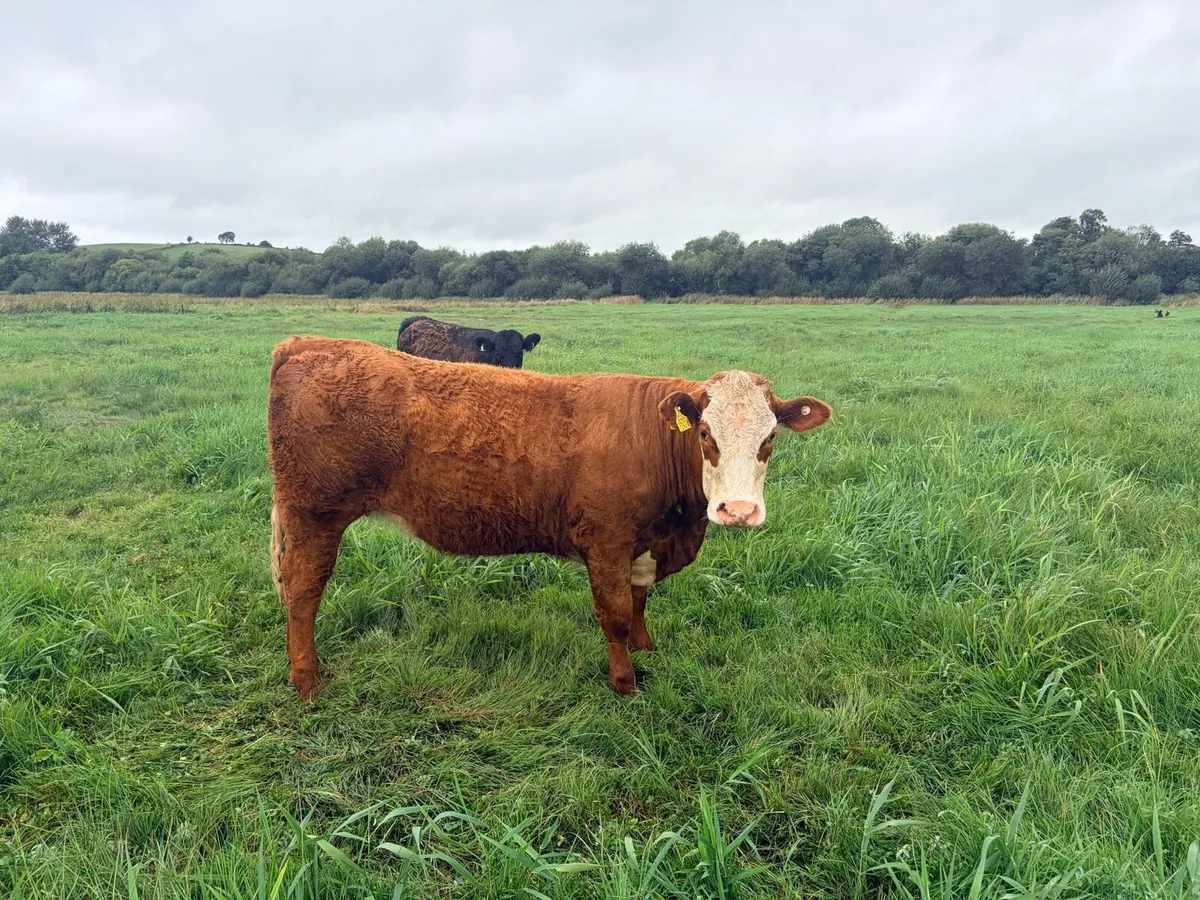 Saler heifers - Image 3