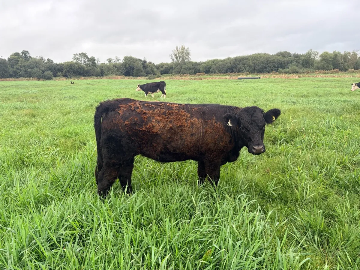 Saler heifers - Image 2