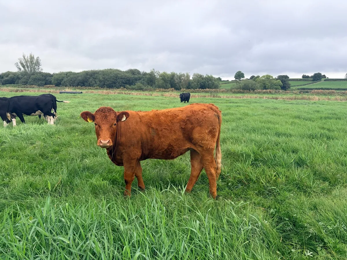 Saler heifers - Image 4
