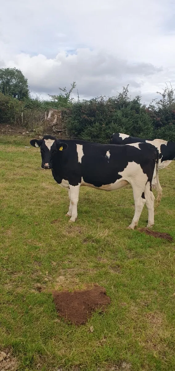 20 High EBI In-Calf Heifers - Image 2