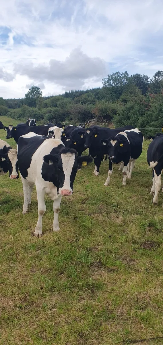 20 High EBI In-Calf Heifers - Image 3