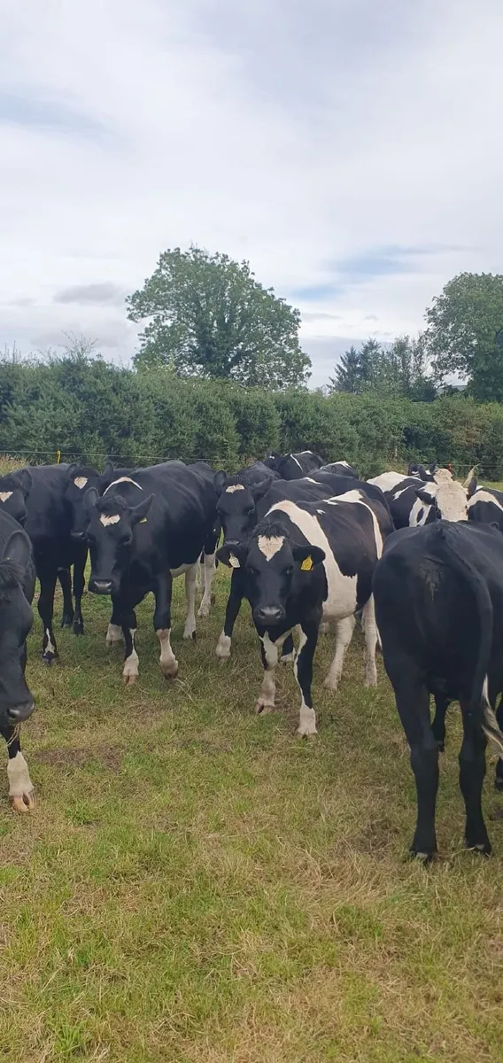 20 High EBI In-Calf Heifers - Image 4
