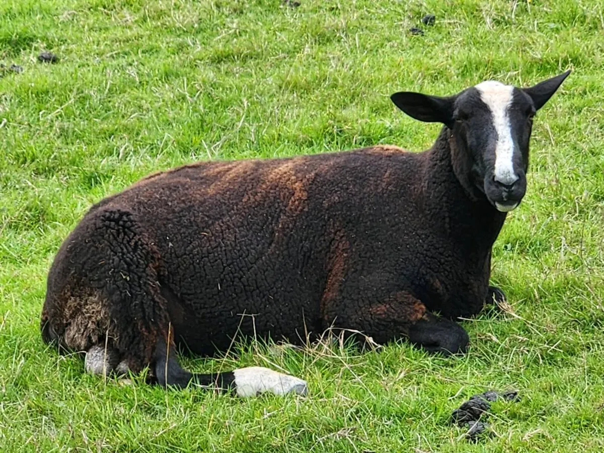 Ram - Image 1