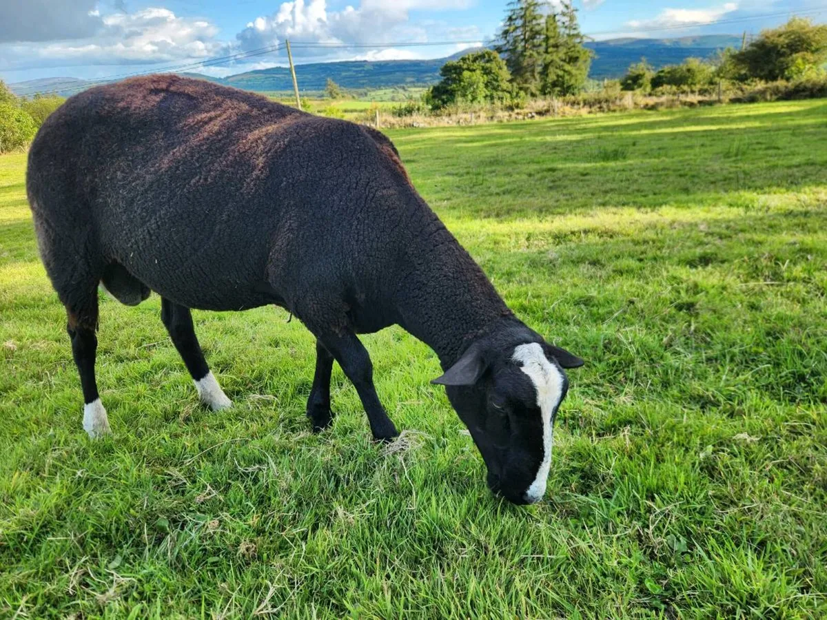 Ram - Image 3